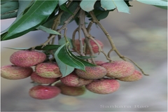 Litchi chinensis